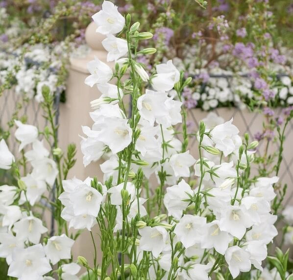 Campanula Persicifolia Alba Peach Leaved Bellflower 